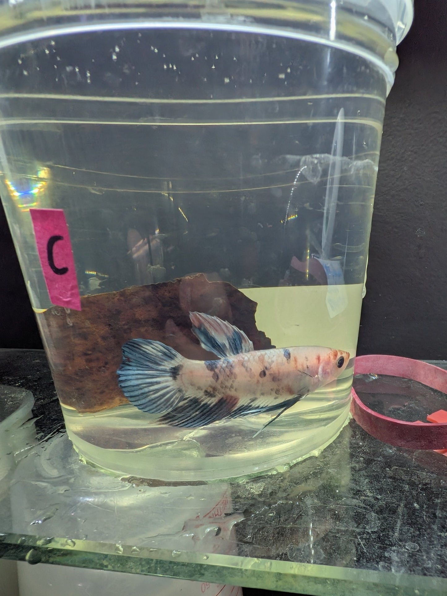 Imbellis x Koi Betta Males (Local Bred) - Planted Aquaria