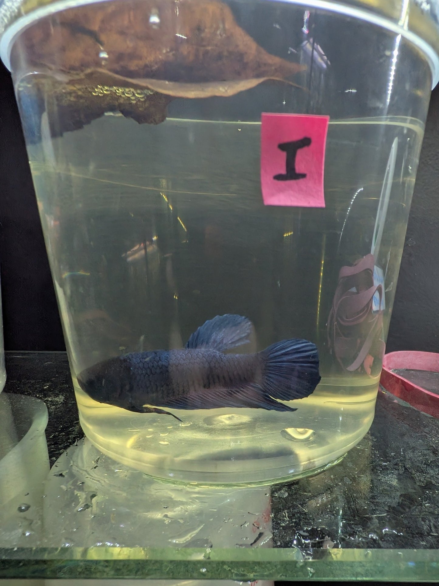 Imbellis x Koi Betta Males (Local Bred) - Planted Aquaria