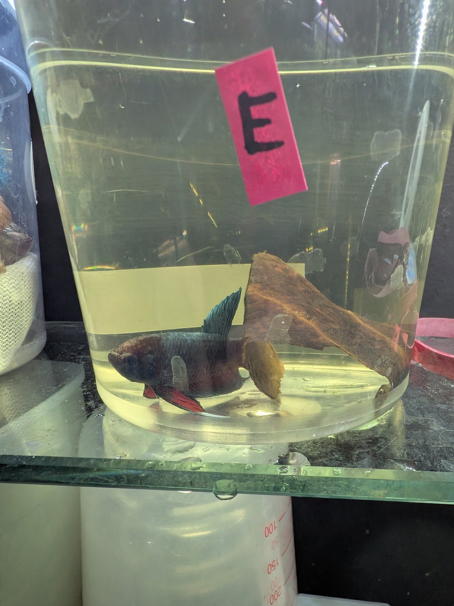 Imbellis x Koi Betta Males (Local Bred) - Planted Aquaria
