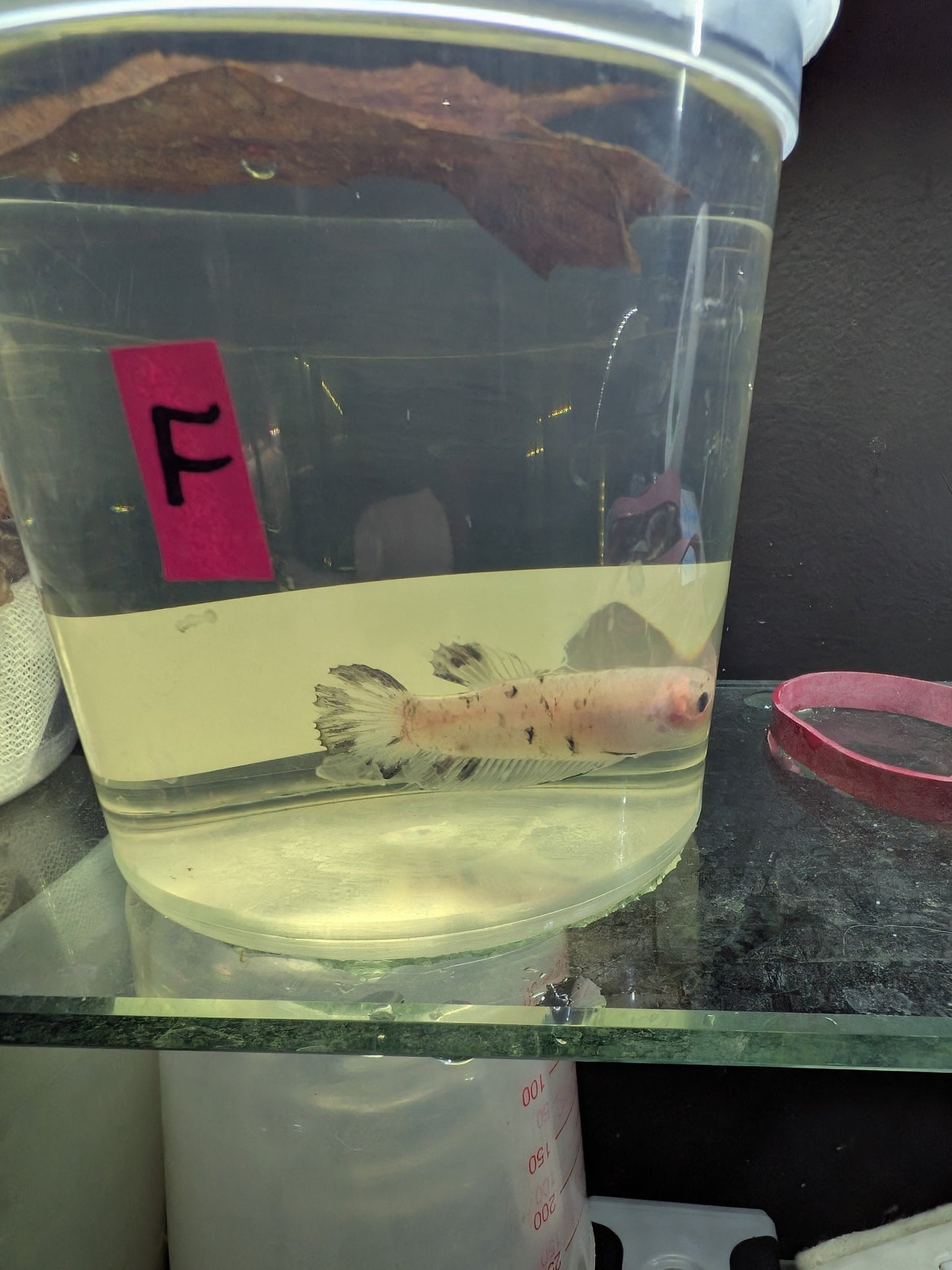 Imbellis x Koi Betta Males (Local Bred) - Planted Aquaria
