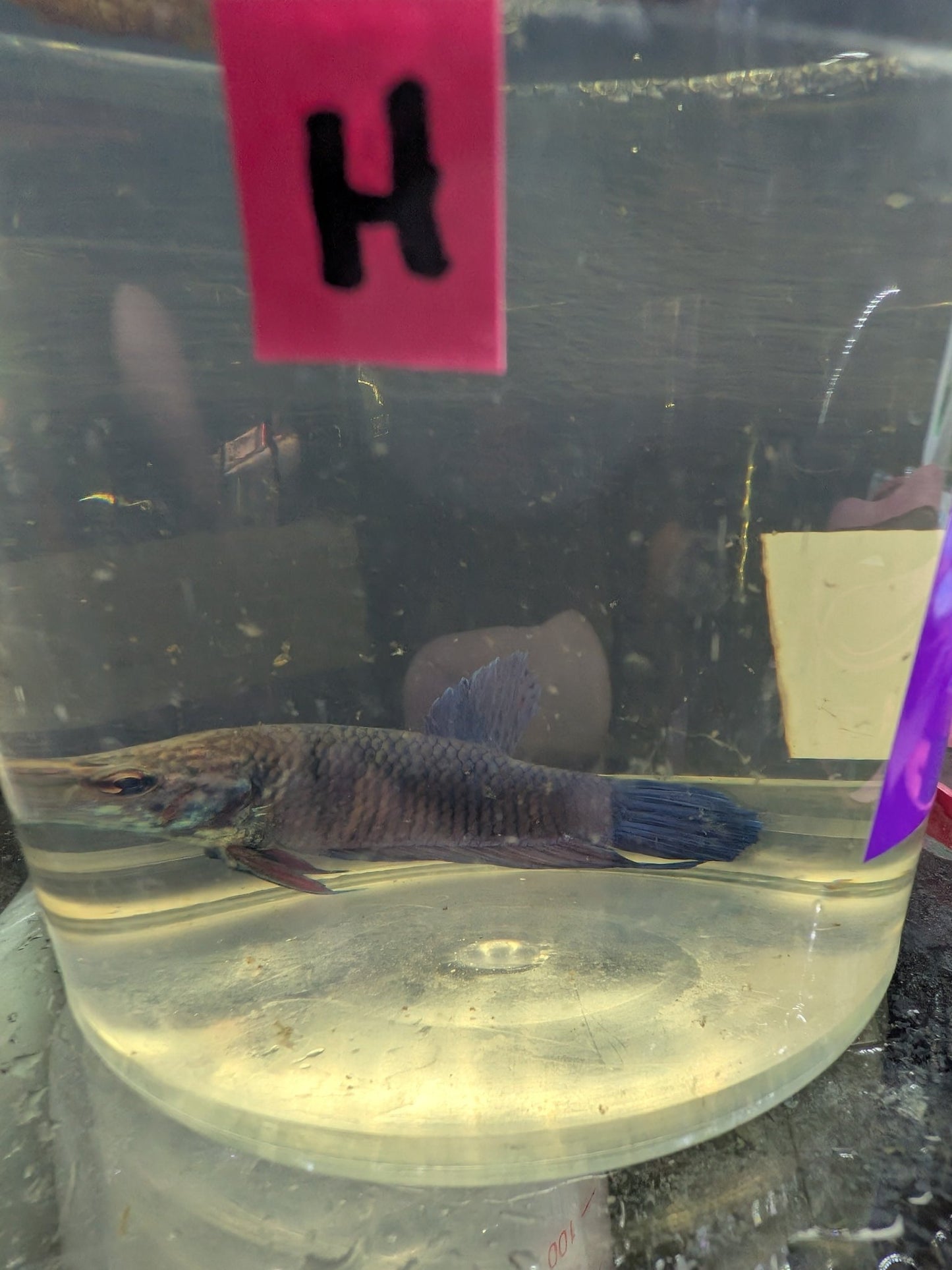 Imbellis x Koi Betta Males (Local Bred) - Planted Aquaria