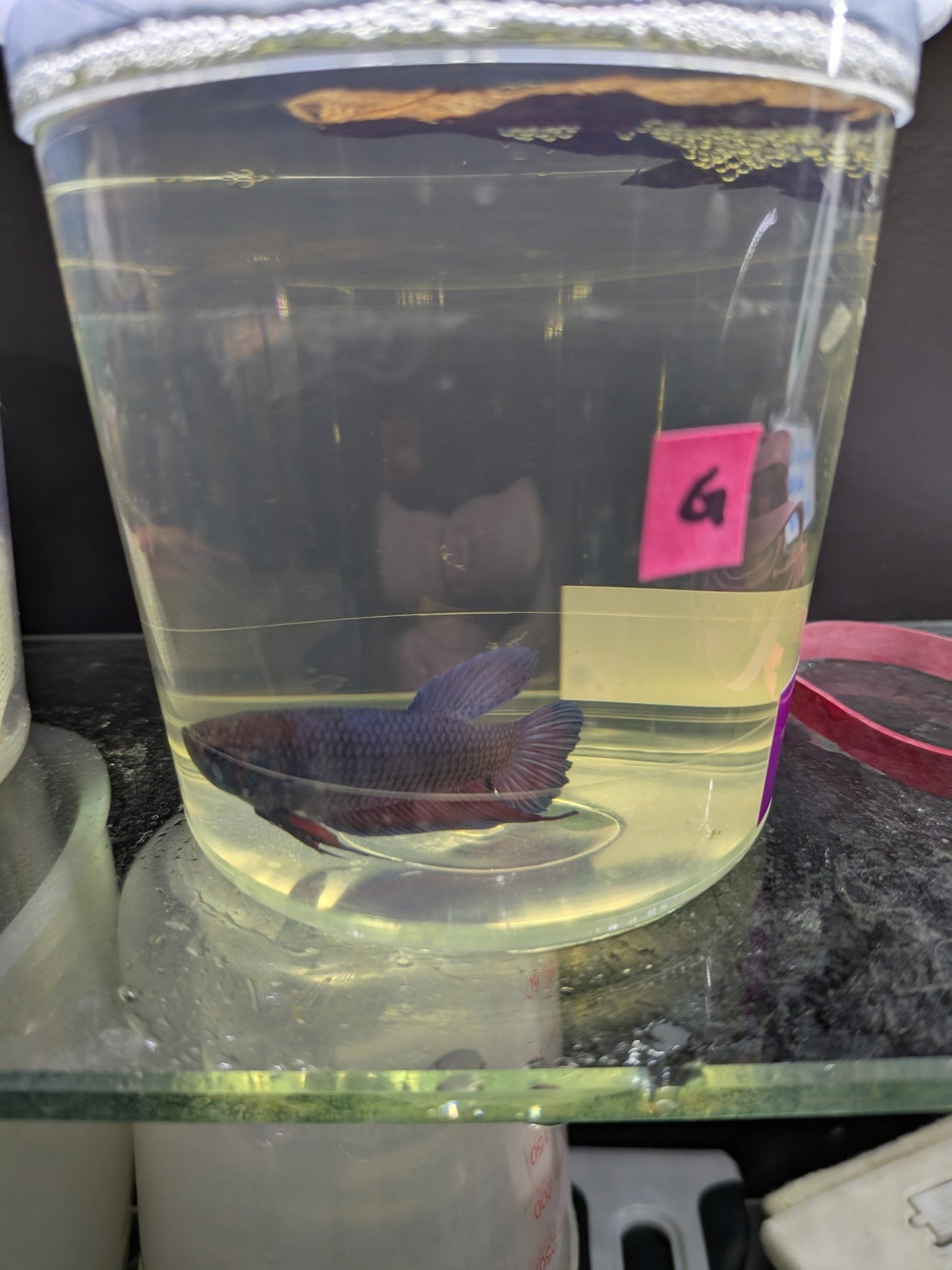 Imbellis x Koi Betta Males (Local Bred) - Planted Aquaria