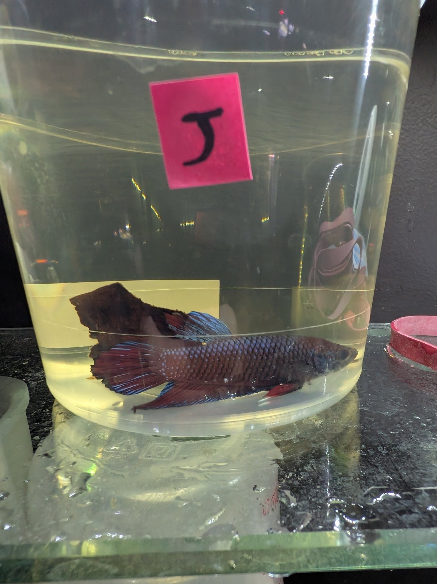 Imbellis x Koi Betta Males (Local Bred) - Planted Aquaria