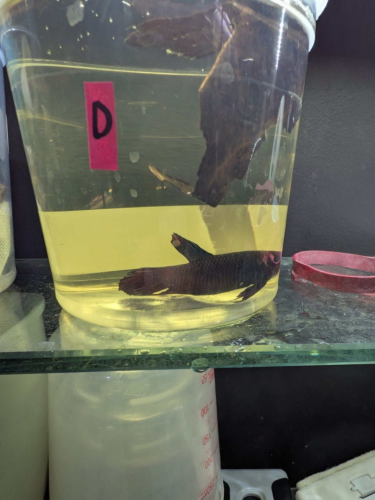 Imbellis x Koi Betta Males (Local Bred) - Planted Aquaria