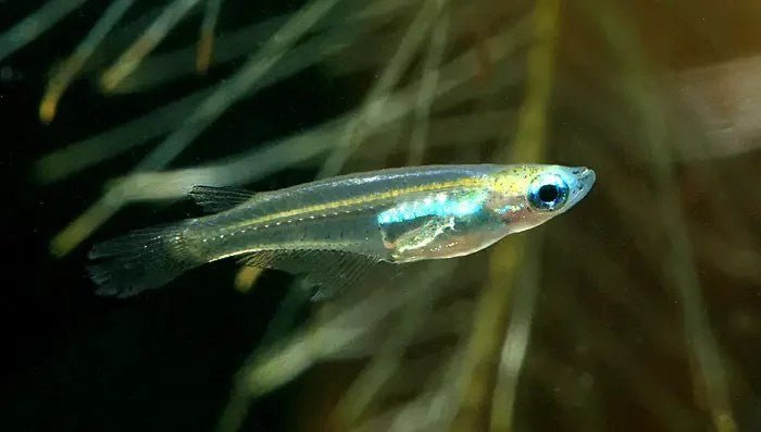Isan Ricefish - Planted Aquaria