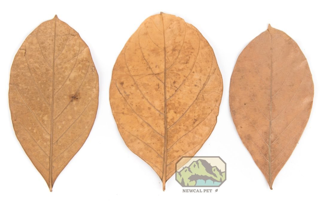 Jack Fruit Leaves - 10 Pack - Planted Aquaria