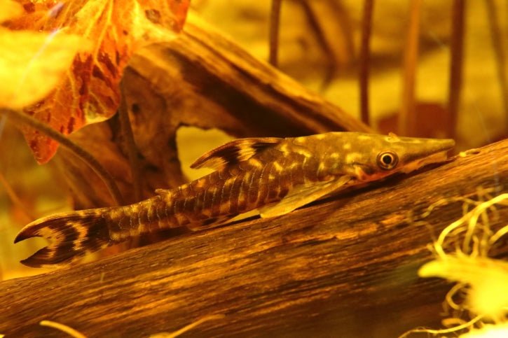 Jumbo Otocinclus Catfish - Planted Aquaria
