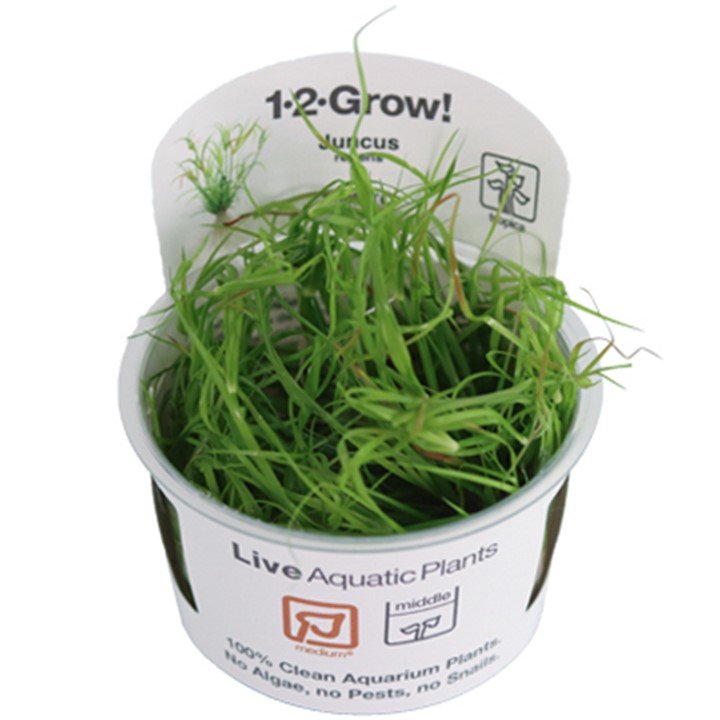 Juncus repens - Tropica TC - Planted Aquaria