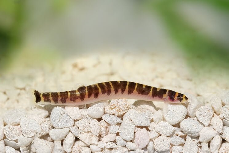 Kuhli Loach - Planted Aquaria