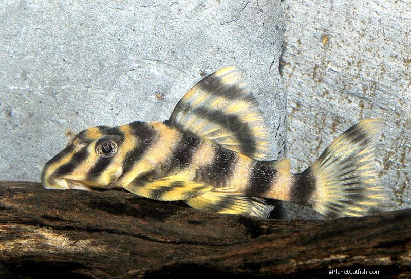 L015 - Candy Stripe Pleco - Planted Aquaria
