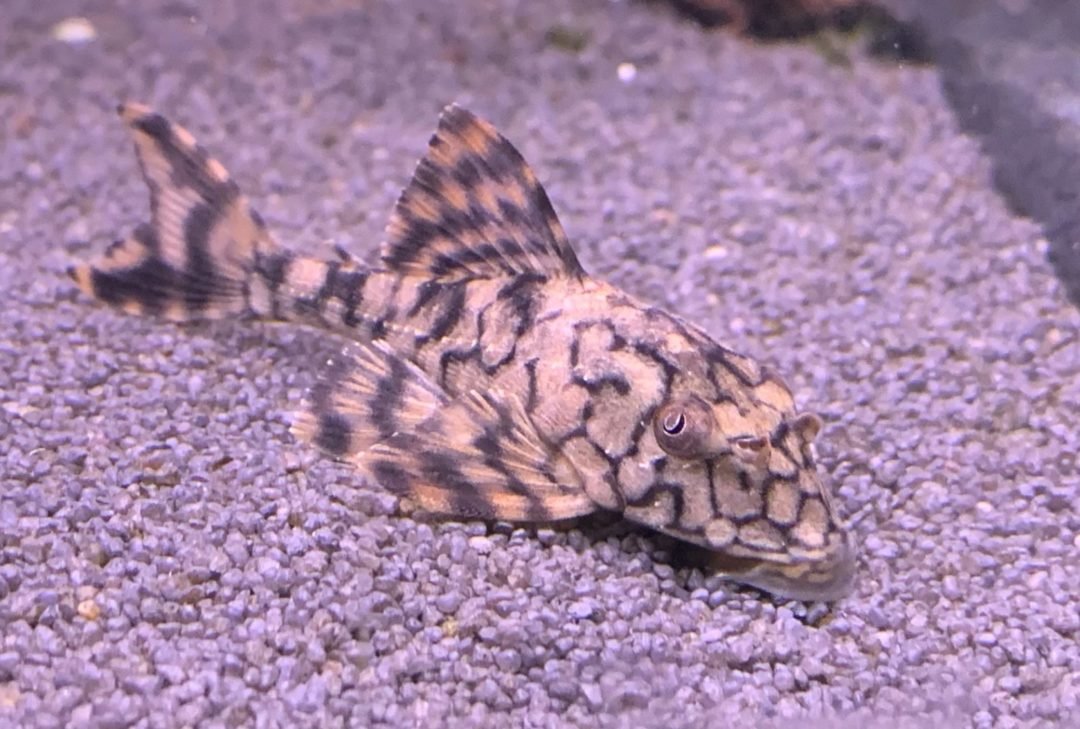 L037 - Honeycomb Pleco - Planted Aquaria