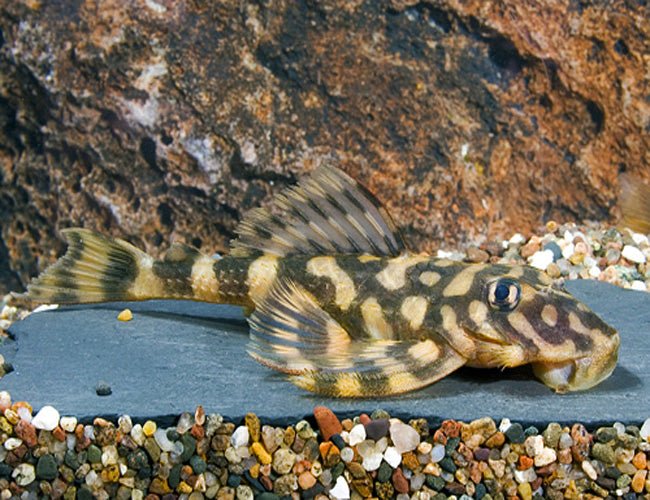 L052 - Butterfly Pleco - Planted Aquaria