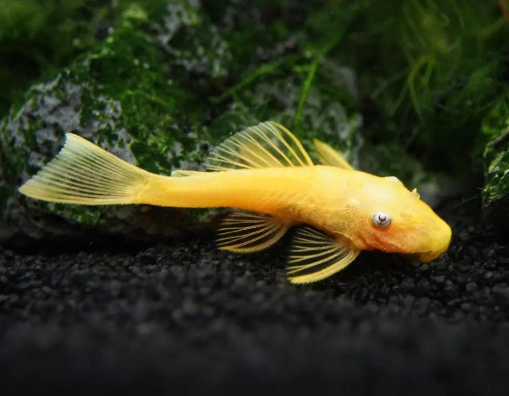 L144 - Shortfin Blue Eye Lemon Bristlenose Pleco - Planted Aquaria