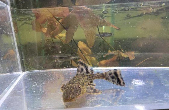 L149 - Black Cucuta Pleco (Bristlenose) - Planted Aquaria
