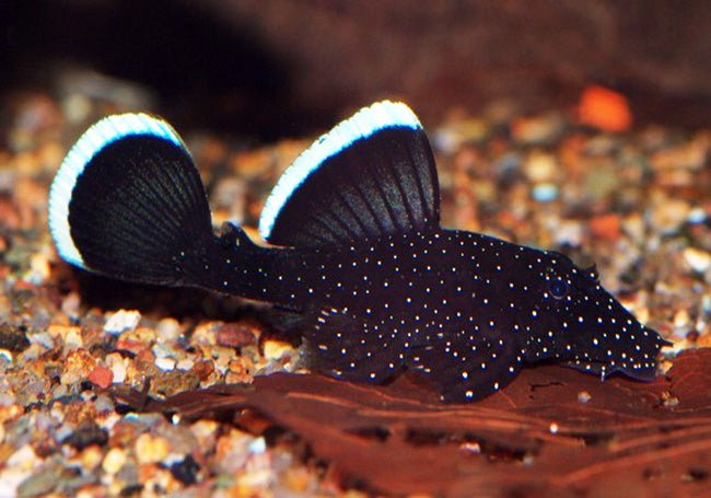 L183 - Starlight Bristlenose Pleco - Planted Aquaria