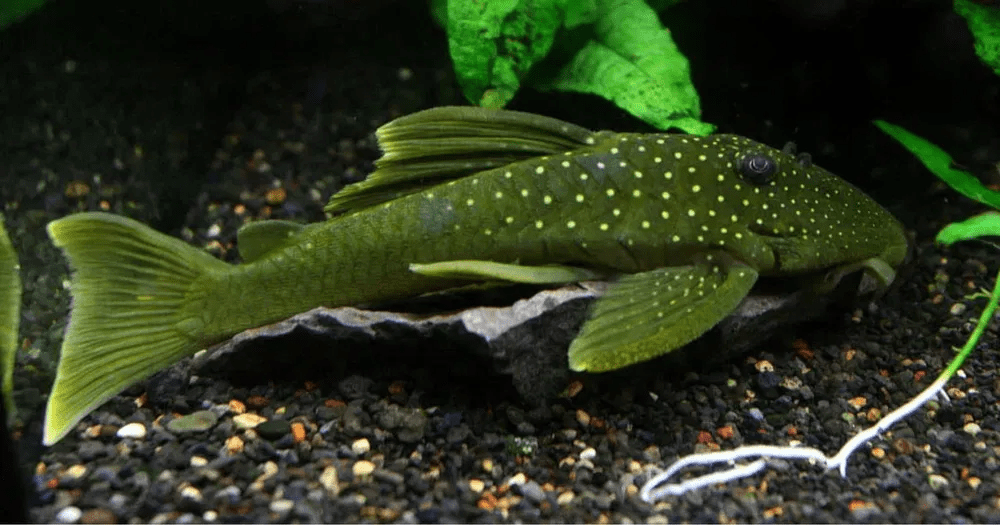 L200 - Green Phantom Pleco - Planted Aquaria
