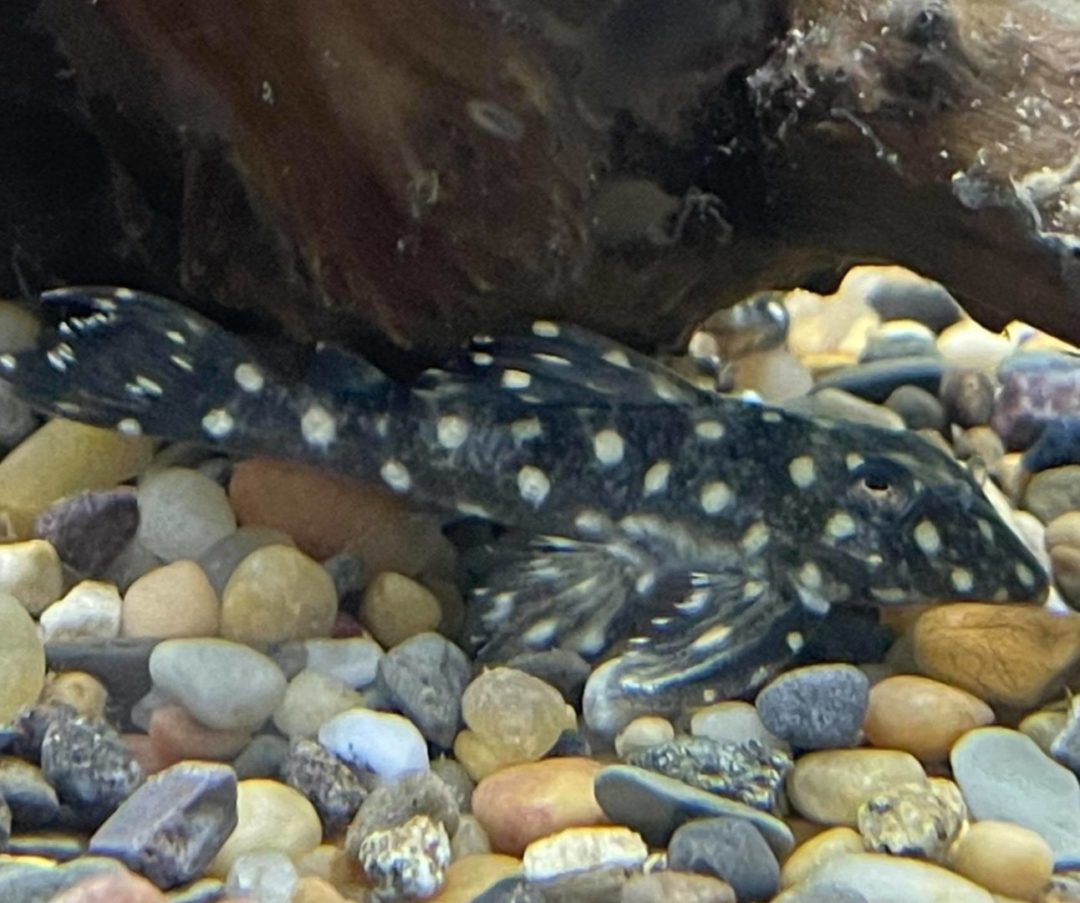 L201 - Snowball Pleco - Planted Aquaria