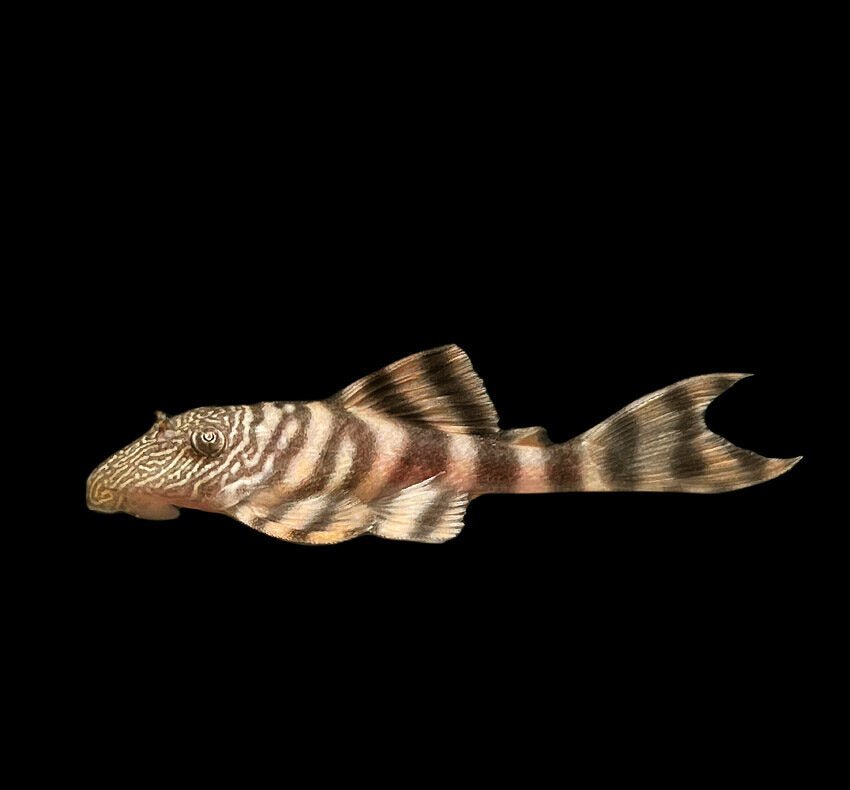 L226 - Iquitos Tiger Pleco - Planted Aquaria