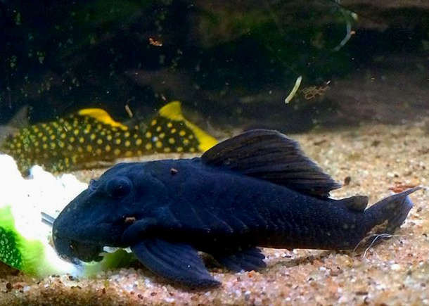 L239 - Blue Panaque Pleco - Planted Aquaria