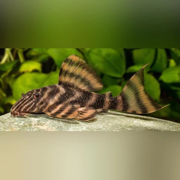 L398 - Tankei Tiger Pleco - Planted Aquaria