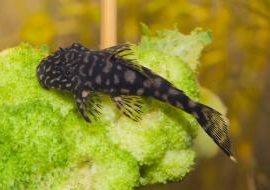 LDA08 - Dwarf Claro Pleco - Planted Aquaria