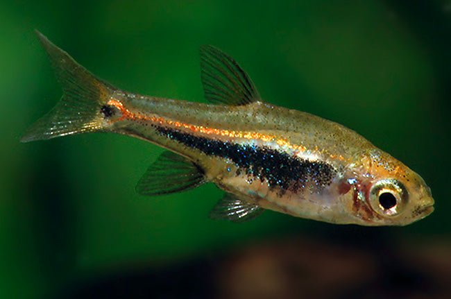 Least Rasbora - Planted Aquaria