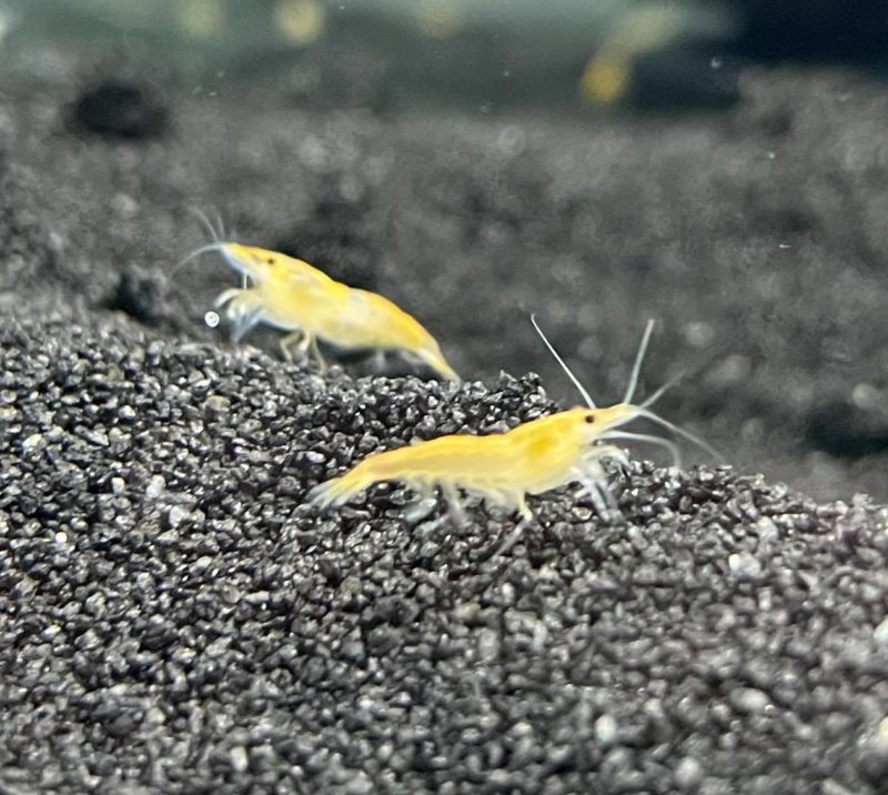 Lemon Yellow Shrimp - Planted Aquaria