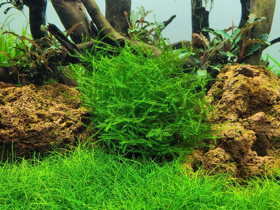 Leptodictyum riparium - Tropica TC - Planted Aquaria