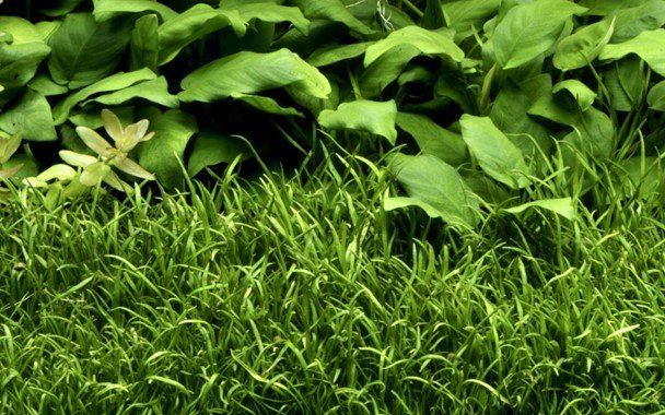 Lilaeopsis brasiliensis - Tropica TC - Planted Aquaria