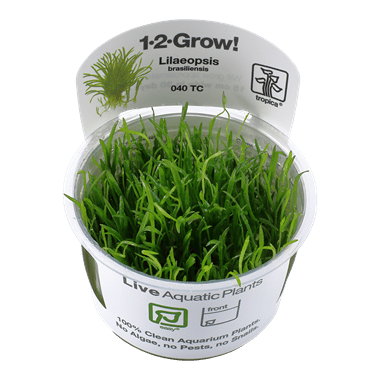 Lilaeopsis brasiliensis - Tropica TC - Planted Aquaria