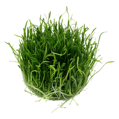 Lilaeopsis brasiliensis - Tropica TC - Planted Aquaria