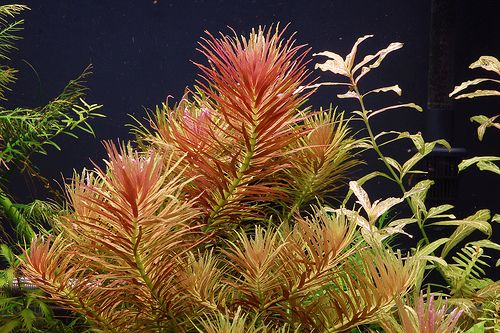 Limnophila Aromatica "Red" - Planted Aquaria