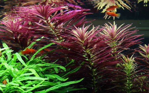 Limnophila hippuridoides - Potted - Planted Aquaria