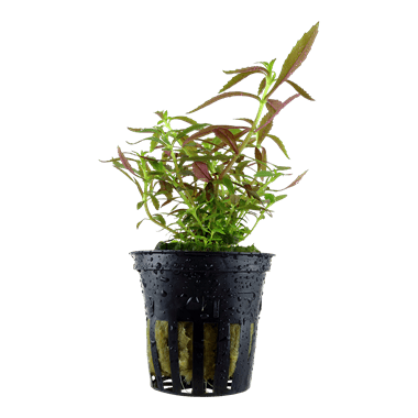 Limnophila hippuridoides - Potted - Planted Aquaria