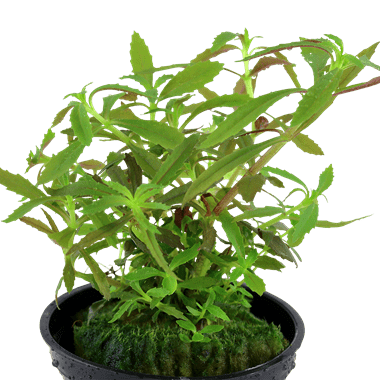 Limnophila hippuridoides - Potted - Planted Aquaria