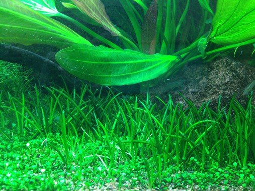 Littorella uniflora - Tropica TC - Planted Aquaria