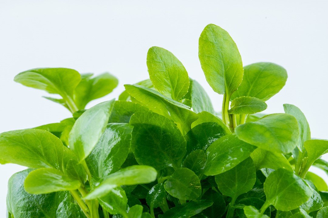 Lobelia cardinalis 'Mini' - Tropica TC - Planted Aquaria
