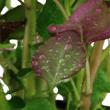 Lobelia cardinalis - Potted - Planted Aquaria