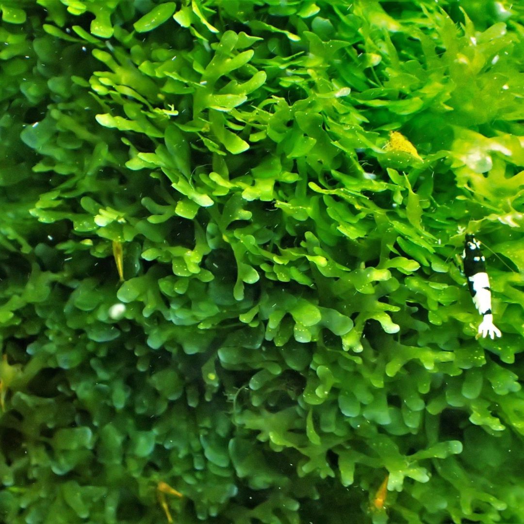 Lomariopsis lineata (Subwassertang) - 5x4" Pad - Planted Aquaria