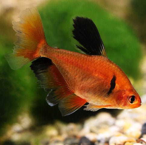 Longfin Serpae Tetra - Planted Aquaria