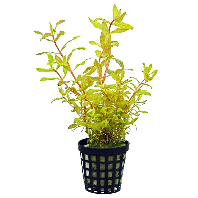 Ludwigia Arcuata - Potted - Planted Aquaria