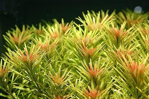 Ludwigia Inclinata Cuba - Planted Aquaria