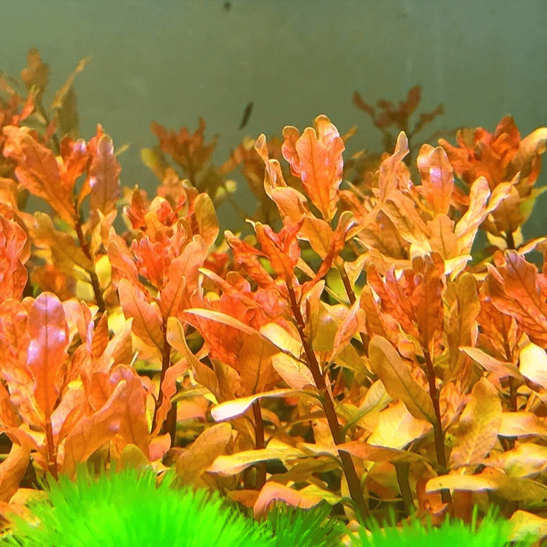 Ludwigia inclinata 'Dark Orange' - Potted - Planted Aquaria