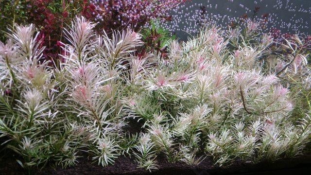 Ludwigia inclinata White - Potted - Planted Aquaria