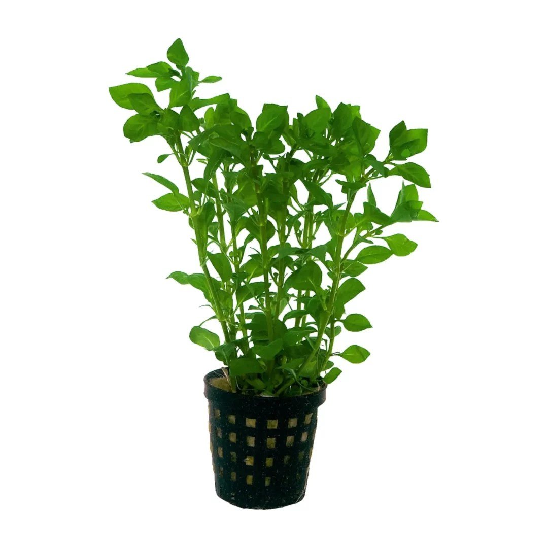 Ludwigia palustris 'Green' - Potted - Planted Aquaria