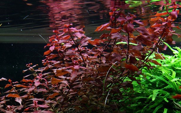 Ludwigia palustris - Potted - Planted Aquaria