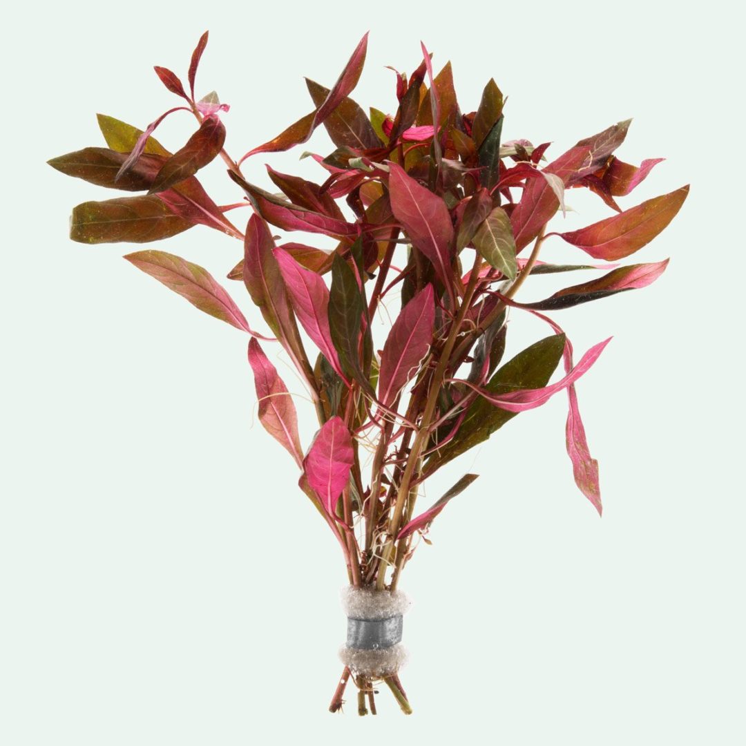 Ludwigia Peruensis Diamond - Unpotted - Planted Aquaria