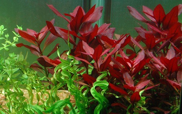 Ludwigia repens 'Rubin' - Potted - Planted Aquaria