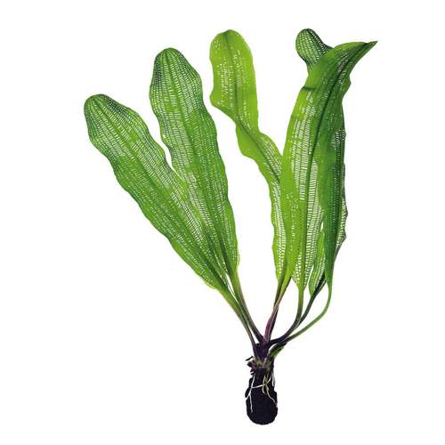 Madagascar Lace Plant - No Bulb - Planted Aquaria