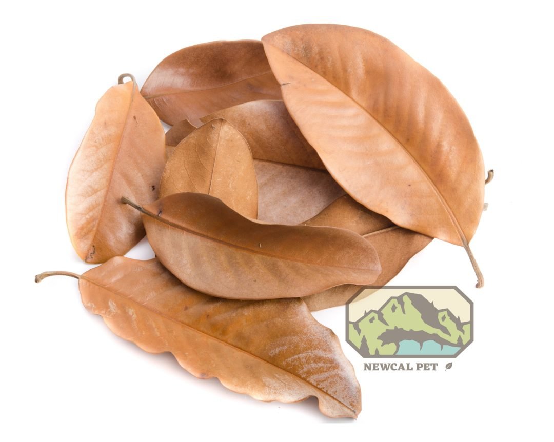 Magnolia Leaves Large - Planted Aquaria